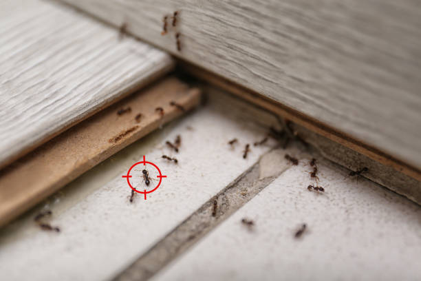 Best Pest Prevention Services  in North East, MD