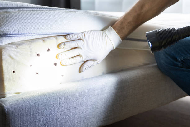 Best Flea Control Services  in North East, MD